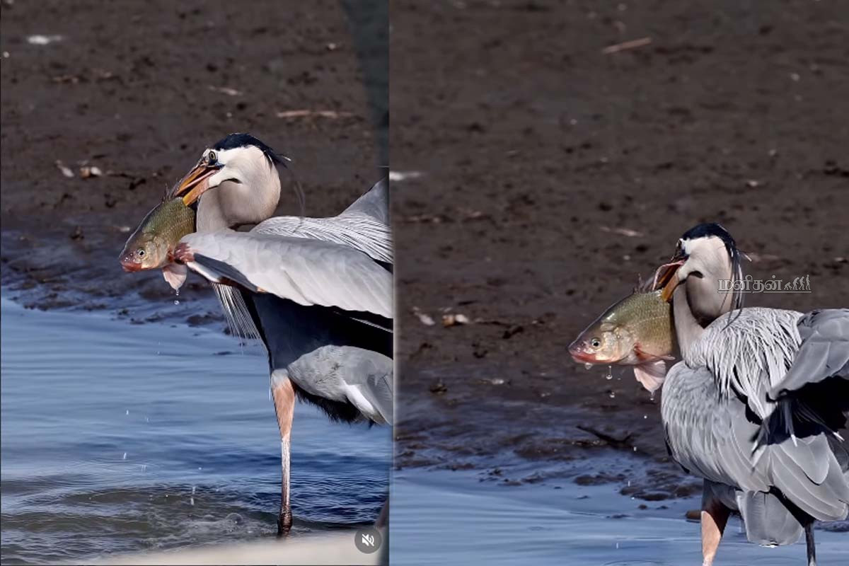Viral Video: ராட்சத மீனுடன் ராஜநடை போடும் நாரை! மெய் சிலிர்க்க வைக்கும் காட்சி | Blue Heron Catch Big Fish Viral Video Viral Video: ராட்சத மீனுடன் ராஜநடை போடும் நாரை! மெய் சிலிர்க்க வைக்கும் காட்சி | Blue Heron Catch Big Fish Viral Video