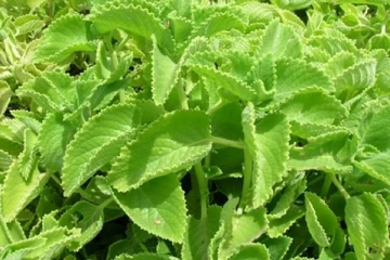 வீட்ல கண்டிப்பா இந்த செடி இருக்கணும்; நோய் எல்லாம் வந்த இடம் தெரியா போயிரும்