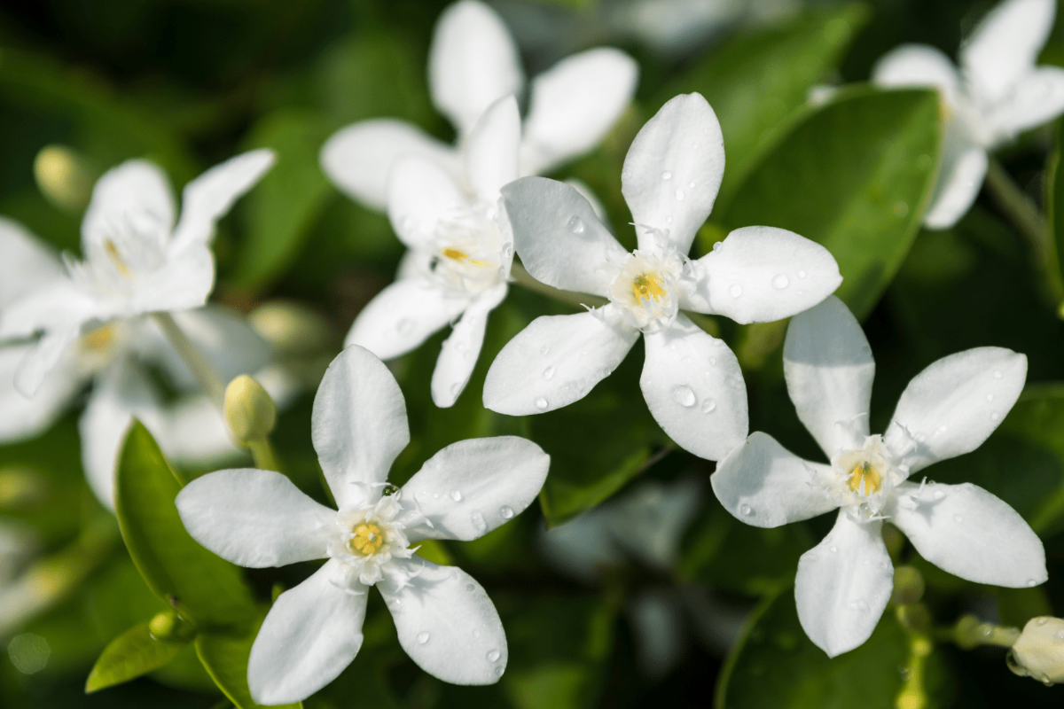 வாஸ்து: அதிர்ஷ்டம் உண்டாக வீடுகளில் வளர்க்க வேண்டிய 6 செடிகள் | 6 Vastu Plants For Home To Attract Wealth வாஸ்து: அதிர்ஷ்டம் உண்டாக வீடுகளில் வளர்க்க வேண்டிய 6 செடிகள் | 6 Vastu Plants For Home To Attract Wealth