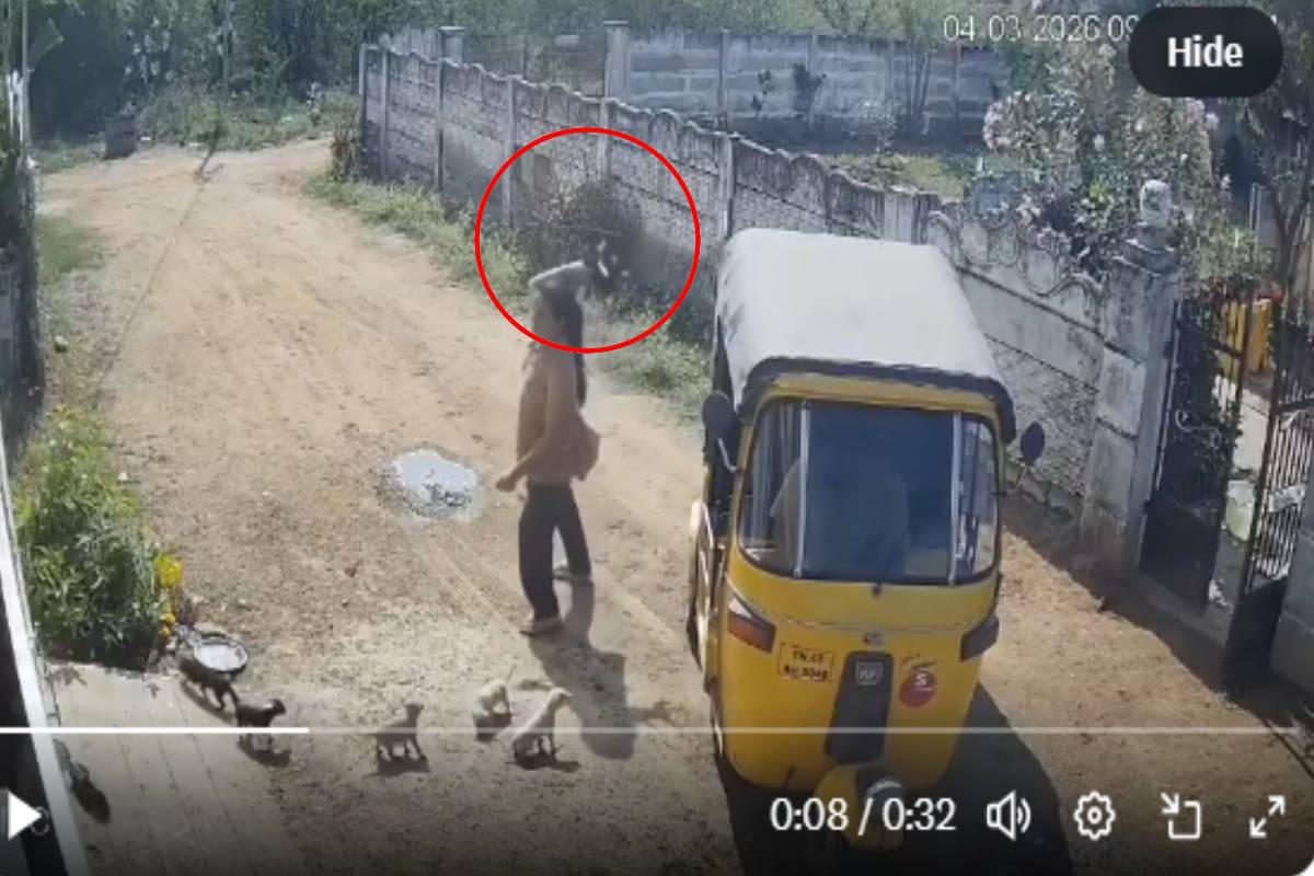 குட்டி நாய்களை சுவற்றில் வீசி சித்திரவதை செய்யும் பெண் - பதற வைக்கும் காட்சி | Woman Puppies Throwing A Wall Viral Video