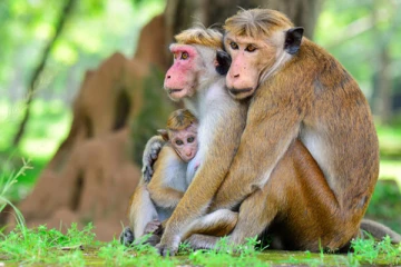 குரங்குகள் ஏற்றுமதியின் பின்னணியில் வெளியான காரணம்!