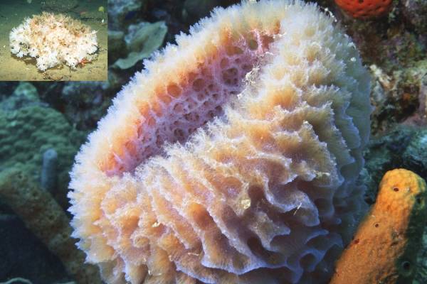 planet s first animal found by scientists