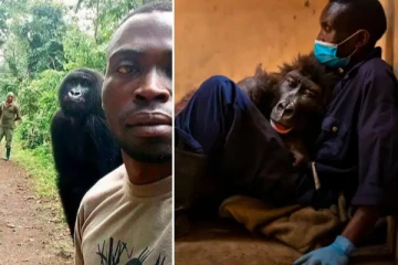 செல்பி புகழ் கொரில்லா! செல்லமகாக வளர்த்தவரின் மடியில் உயிரை விட்ட சோகம்.. கண்கலங்க வைக்கும் சம்பவம்