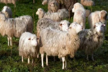 வெளிநாடொன்றில் விசித்திரமாக நடந்துகொண்ட ஆடுகள்! இறுதியில் வெளிவந்த அதிர்ச்சி உண்மை!