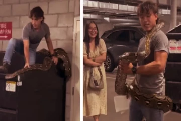 குப்பைத் தொட்டியில் 20-அடி மலைப்பாம்பைப் பிடித்த நபர் - வைரலாகும் காணொளி