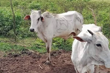 மட்டக்களப்பு பகுதியில் கால்நடைகள் மீது நடாத்தப்படும் துப்பாக்கிச்சூடு!