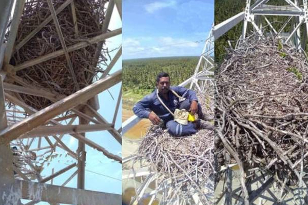 இலங்கையில் பெரும் ஆச்சரியத்தை ஏற்படுத்திய காட்சி! | Sri Lanka Norocholai Tower Eagle Bird Nest Photo