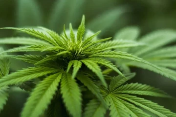 කංසා ගැන රජයේ තීරණය..