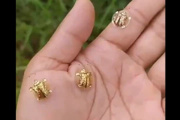 பறக்கும் ‘தங்க ஆமை?’ - அதிசயம்.. ஆனால் உண்மை.. - வைரலாகும் வீடியோ