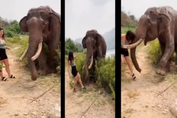 பழத்தை கொடுக்காமல் ஏமாற்றிய பெண்ணை தூக்கி அடித்த யானை - வைரலாகும் வீடியோ