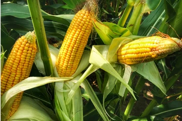 මෙවර මහ කන්නයේ දී මෙරට බඩ ඉරිඟු වගාවට කරන්න යන දේ.