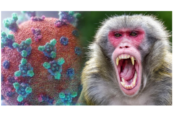 சீனாவில் புதிதாக கிளம்பிய ‘குரங்கு பி’ வைரஸ் -  கால்நடை மருத்துவர் பலி! மக்கள் அதிர்ச்சி | World