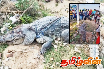 அம்பாறையில் வைத்தியசாலைக்குள் புகுந்த இராட்சத முதலை