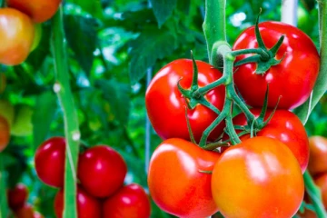 10 ரூபாவுக்கு கொள்வனவு செய்யப்படும் தக்காளி