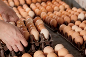 බිත්තර මිල රුපියල් 30ට බසී..