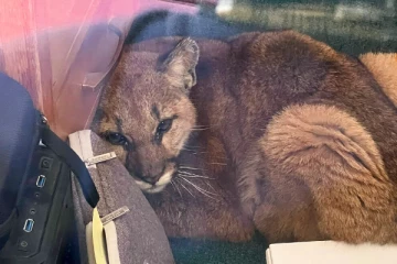 பள்ளி வகுப்பறையில் புகுந்த மலை சிங்கம்! பத்திரமாக மீட்கப்பட்ட வீடியோ காட்சி