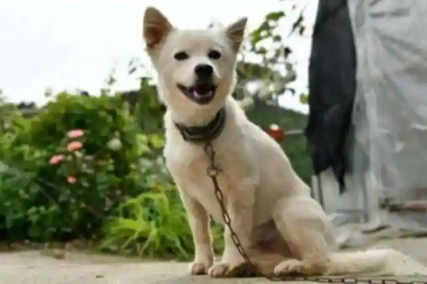 தென்கொரியாவில் முதலாளி உயிரை காப்பாற்றிய நாய் - தீயணைப்பு படையின் கவுரவ தூதராக நியமனம்! | World Viral News