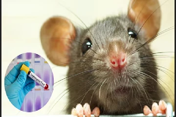 கிளிநொச்சியில் எலிக்காய்ச்சல் நோயாளி அடையாளம்