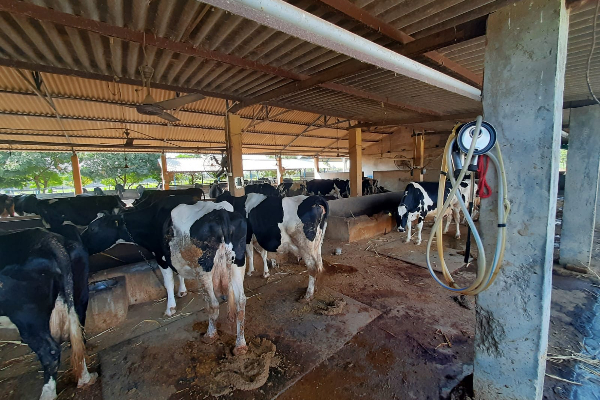 கால்நடை பண்ணையில் கொழும்பை சேர்ந்தவர் கொலை | A Man From Colombo Was Killed In A Cattle Farm