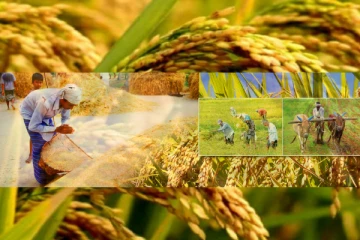 போதிய அரிசி கையிருப்பு இல்லை: நெல் சந்தைப்படுத்தும் சபை தெரிவிப்பு