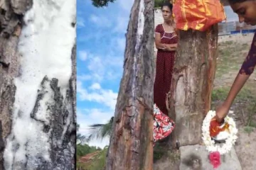 மட்டக்களப்பில்  பால் வடியும் வேப்பமரம்; பார்க்கப்  படையெடுகும் மக்கள்