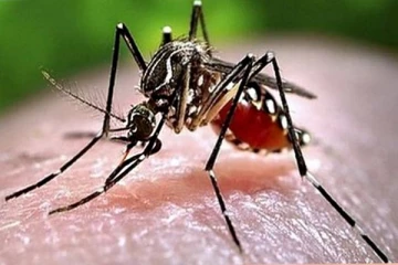 யாழ் மாவட்டத்தில் அதிகரித்துவரும் டெங்கு ; 114 பேர் வைத்தியசாலையில் அனுமதி!