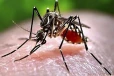 யாழ் மாவட்டத்தில் அதிகரித்துவரும் டெங்கு ; 114 பேர் வைத்தியசாலையில் அனுமதி!