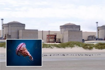 பிரான்சில் அணுமின் நிலையத்தை சூழ்ந்த ஜெல்லி மீன்கள்! நிறுத்தப்பட்ட மின் உற்பத்தி