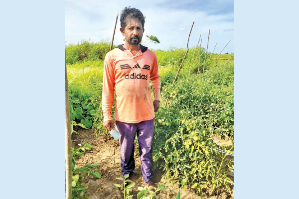 பூசணி பயிர் செய்து 17 இலட்சம் ரூபாவைப் பெற்றுக் கொண்ட இலங்கையர் | Polonnaruwa Farmer Earns Rs 17 Lakh