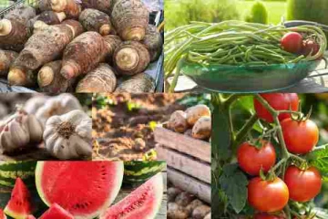 இறக்குமதியில் பணத்தை வீண் விரயம் செய்யும் சிறிலங்கா அரசாங்கம்!