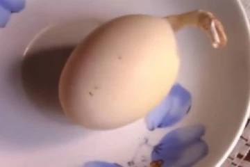 இலங்கையில் கோழி இட்ட விசித்திர முட்டை (Video)