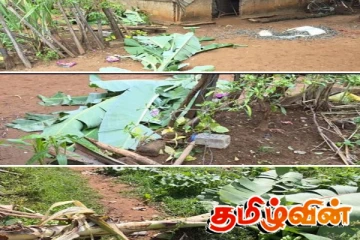 திருகோணமலையில் தொடரும் காட்டு யானைகளின் அட்டகாசம்