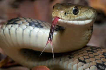 பாம்பை கொல்ல நினைத்தவரை பலி தீர்த்த விதி.... இறுதியில் நடந்த அசம்பாவீதம்!