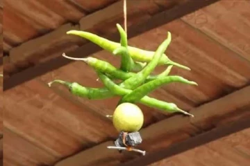 வீட்டு வாசலில் எலுமிச்சை மிளகாய் கட்டுவது ஏன்? பலரும் அறியாத அறிவியல் காரணம்