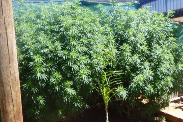 48 925 கஞ்சா செடிகளுடன் 29 சந்தேக நபர்கள் கைது | 29 Suspects Arrested With 48 925 Cannabis Plants