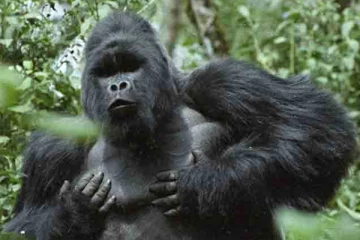 கொரில்லா மார்பில் அடித்துக்கொள்வது ஏன் தெரியுமா?