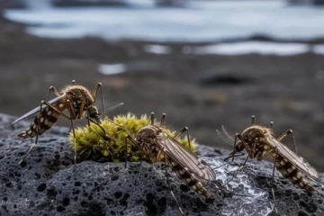 பூச்சிகளே இல்லாத நாட்டில் கொசு கண்டுபிடிப்பு - எப்படி வந்தது தெரியுமா?