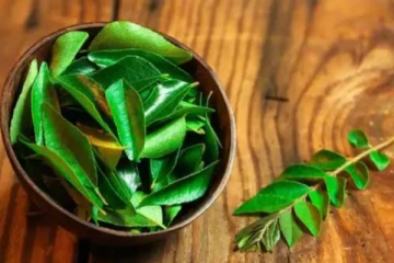 நீரிழிவு நோயாளிகளுக்கு கறிவேப்பிலை செய்யும் அற்புதம்! யாரெல்லாம் சாப்பிடக்கூடாது?