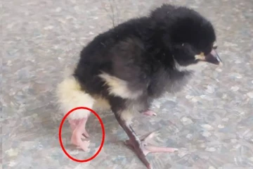 நான்கு கால்களுடன் பிறந்த அதிசய கோழிக்குஞ்சு!