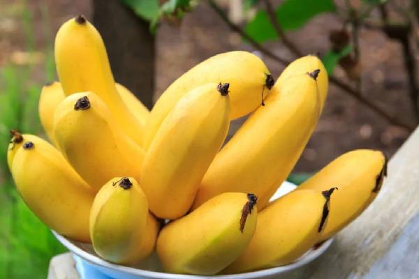 இந்த வாழைப்பழத்தை தோலுடன் சாப்பிடலாமா! விலை என்னன்னு தெரியுமா? | Japanese Mongee Banana Prize Benefits இந்த வாழைப்பழத்தை தோலுடன் சாப்பிடலாமா! விலை என்னன்னு தெரியுமா? | Japanese Mongee Banana Prize Benefits