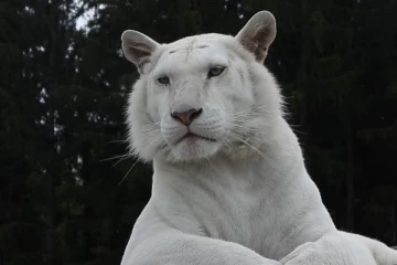 வெள்ளை சிலை போல இருக்கும் கம்பீரமான புலி... புருவத்தை உயர்த்த வைக்கும் அரிய வீடியோ