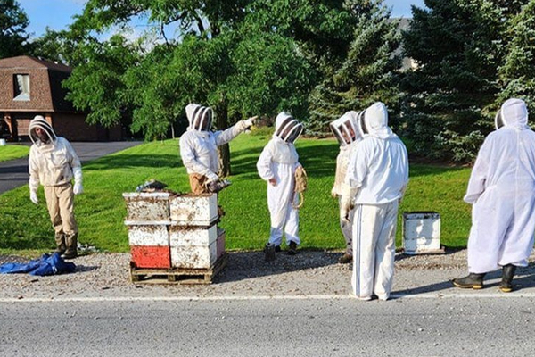 டிரக்கிலிருந்து விழுந்த 5 மில்லியன் தேனீக்கள்! | 5 Million Bees Fell Off A Truck In Canada