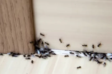 எல்லா இடத்திலும் அவை இருக்கின்றன... பிரெஞ்சு நகரமொன்றில் மக்களுக்கு உருவாகியிருக்கும் புதிய தலைவலி