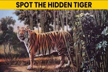 இந்த படத்தில் மறைந்திருக்கும் இன்னுமொரு புலி எங்கே உள்ளது?