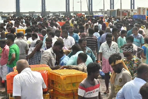 அரபு நாடுகளுக்கு ஏற்றுமதி செய்யப்படும் கணவாய் பருவகாலம்  ஆரம்பம் (Video) | Cuttlefish Season Exported Arab Countries