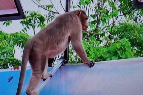 கதறிய வனிதா....அடித்து நொருக்கப்பட்ட பிக் பாஸ் வீட்டின் பொருட்கள்! எச்சரித்த பிக்பாஸ் | Monkey Entered Into Bigg Boss Ultimate Set Shocks