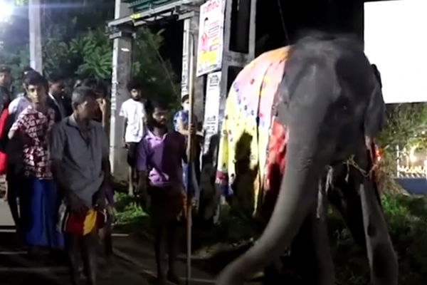 எசல பெரஹெர விழாவில் யானையால் குழப்பம்!(Photos) | Elephant Esala Perahera Confusion