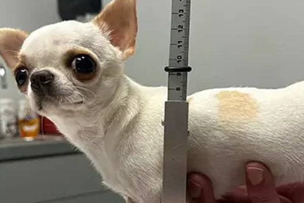 கின்னஸ் உலக சாதனை பக்கத்தில் இடம்பிடித்த நாய்க்குட்டி! | The Puppy On The Guinness World Records