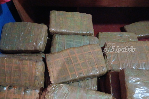 கிளிநொச்சியில் மலசலகூட குழியில் இருந்து மீட்கப்பட்ட கஞ்சா பொதிகள் | Massive Kerala Cannabis Seizure In Kilinochchi
