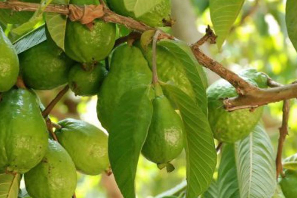 கொய்யா இலையால் இந்த நோயை தீர்க்கலாமா! | Guava Leaves Can Cure This Disease
